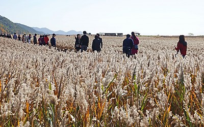 순천만