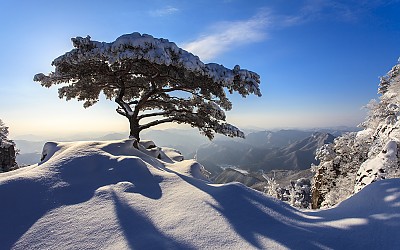 겨울 소나무
