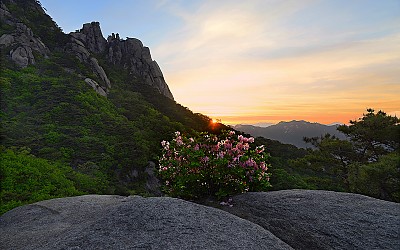 철쭉의 일출맞이