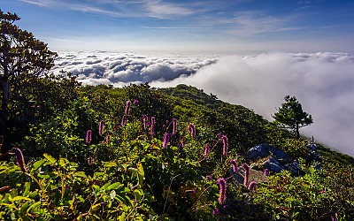 중봉의 오이풀 #2