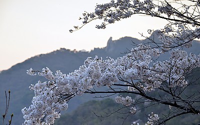 산 벗꽃 사이로 우이암