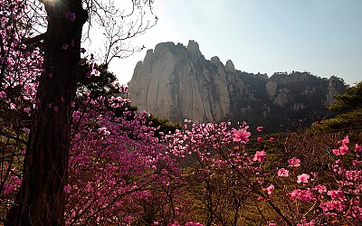 도봉산 진달래에 취하고...