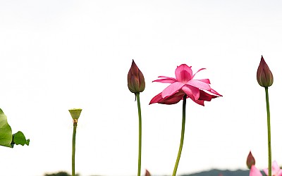 관곡지에서.