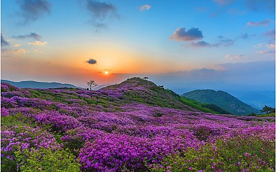 황매산 아침