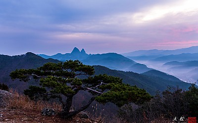 진안 광대봉 명품소나무에서...