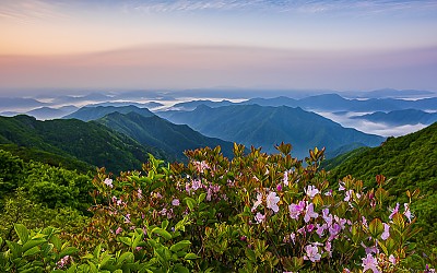 철쭉은 떨어지고~