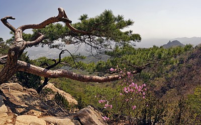 도봉산의 봄 -