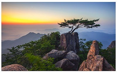 대둔산 소낭구