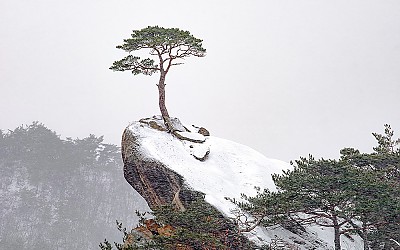 소나무~