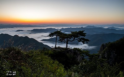 부부송