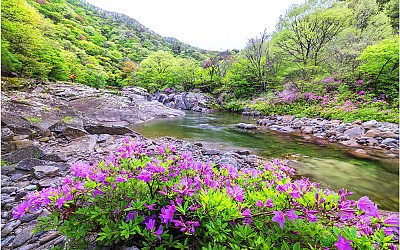 수달래 계곡~!!!