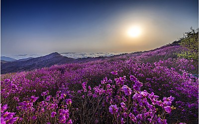 비슬산 참꽃 !!!