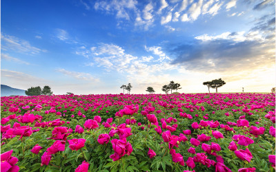 조문국 아침 !!!