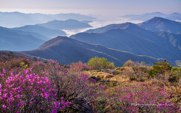 아쉬운 미련, 노고단 진달래