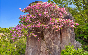 천년바위 철쭉 !!!