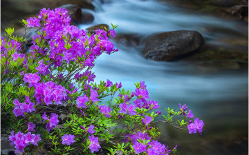 계류와 수달래 !!!