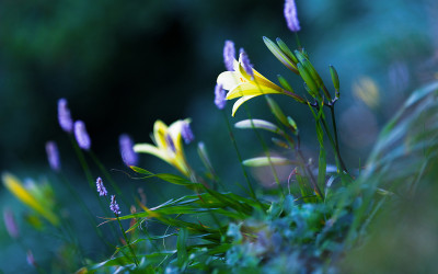 한라산의 여름-13