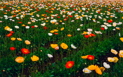 그곳에 가고 싶다 -홋가이도  후라노