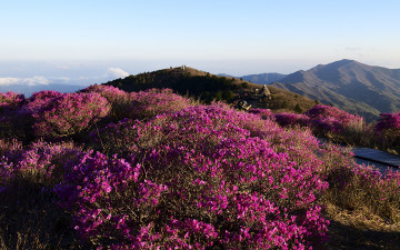 노고단의 시린 봄