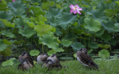천둥오리 가족...