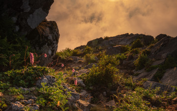 빛 받은 산오이풀
