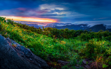 빛을 품은 향적봉 야생화