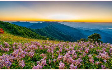 소백산 비비추_2025-7-29