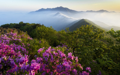 계룡산의 봄