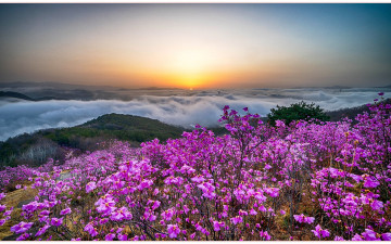 와룡산 진달래_2024-03-29