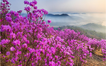 진달래 동산 !!!