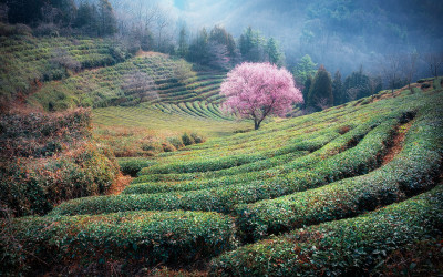 살구꽃핀 녹차밭