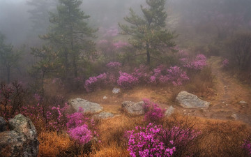 비오는 아침 - 덕룡산(주작산)