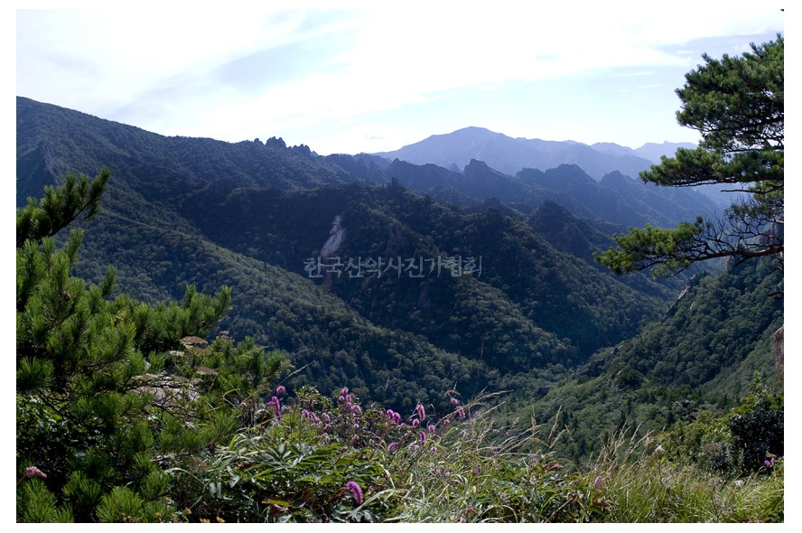 산오이풀과
가야동계곡.용아장성.귀때기청봉