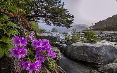 신대리계곡의 수달래