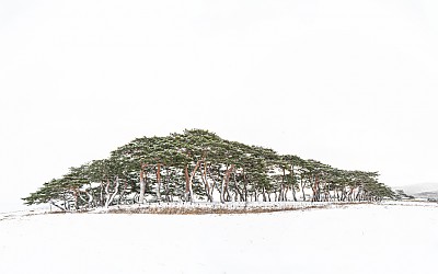 솔밭