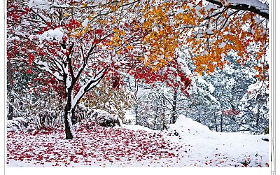 첯눈을기다리며