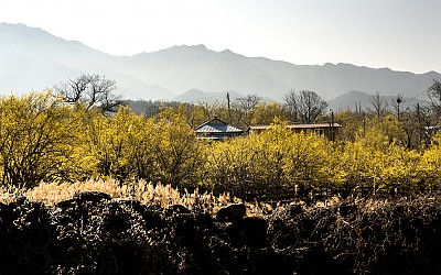 산동 산수유