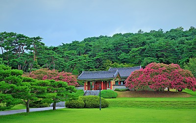 포충사 배롱나무 일품