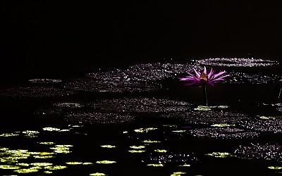 불야성