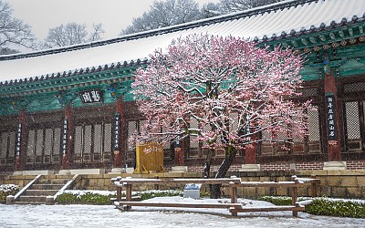 통도사 설중매