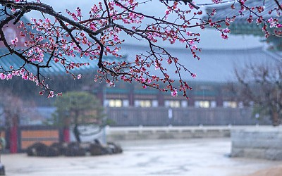 통도사 우중매
