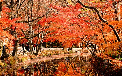 선운사 추경