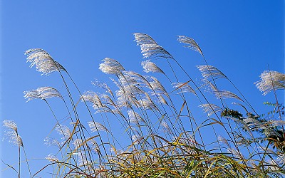 억새입니다.