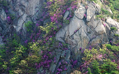 불곡산 진달래