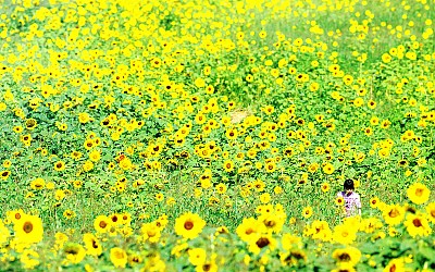 sunflower
