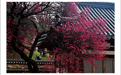 화엄사 흑매화~