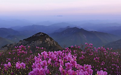 가지산 진달래
