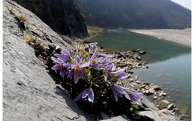 동강할미꽃