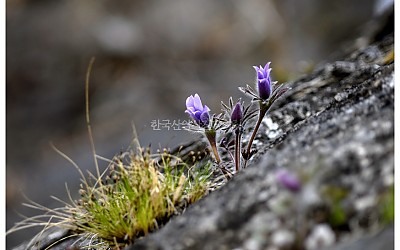 동강할미꽃.2