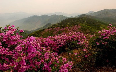 2010년 봉화산
